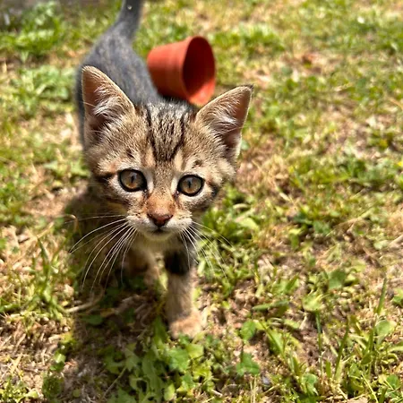 Farm stay La Palombara *