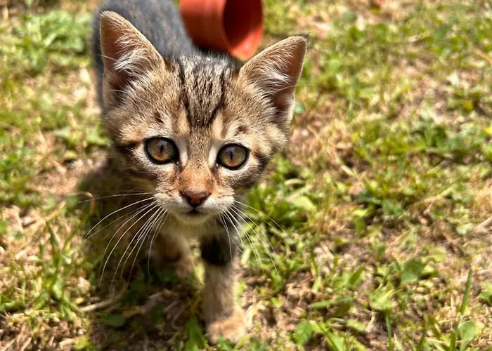 Farmház La Palombara *